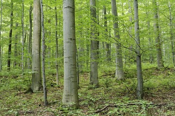 Beech forest, Gangolfsberg, Rhoen, Franconia, Bavaria, Germany, Europe