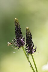 Rampion, Phyteuma ovatum, Alps