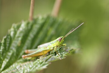 Grasshopper