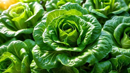 Fototapeta premium Lush green lettuce leaves bathed in sunlight