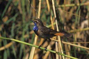 Bluethroat (Luscinia svecica), male