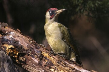 Green Woodpecker (Picus viridis)