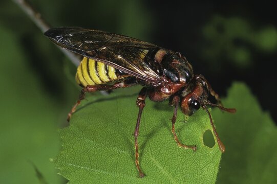 Sawfly (Cimbex lutea)