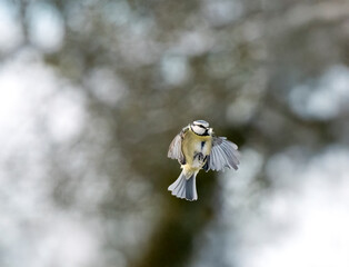 Blaumeise (Cyanistes caeruleu)