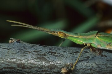 Mediterranean Slant-faced Grasshopper (Acrida ungarica)