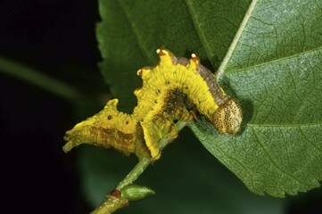 Iron Prominent (Notodonta dromedarius), feeding caterpillar
