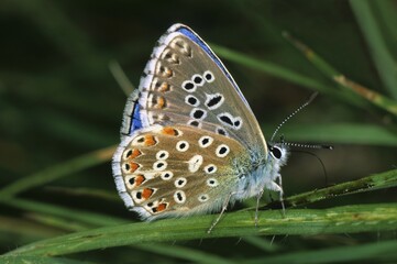 Adonis Blue (Lysandra bellargus)