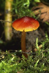 Hygrocybe riparia var., fungus