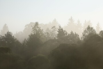 Morning fog at Isar river, Upper Bavaria, Germany, Europe