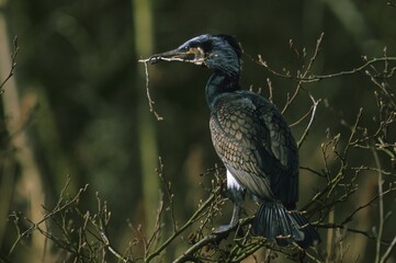 Great cormorant [Phalacrocorax carbo]