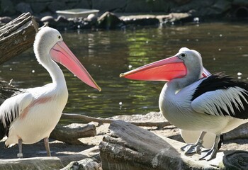 Pelicans in the zoo, Germany, Europe