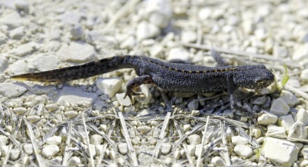 Alpine Newt (Triturus alpestris) on a gravel road next to Eichstaett, Bavaria, Germany, Europe