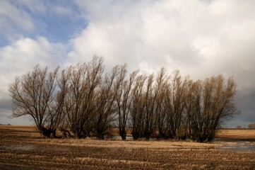 Stark willow trees surrounding a waterhole formed during the ice age in Rhena, Mecklenburg-Western Pomerania, Germany, Europe