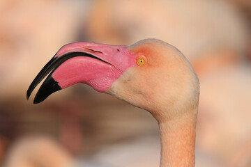 Tête de flamant rose