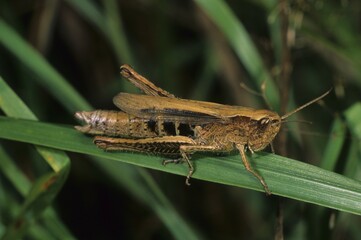 Common green grasshopper, Omocestus viridulus, female