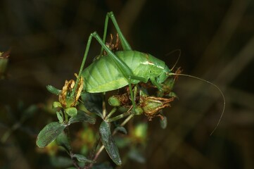 Isophya pyrenaea, cricket