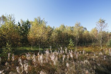 Black Moor, Rhoen, Franconia, Germany, Europe