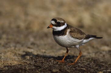 Ringed Plover, Charadrius hiaticula