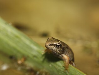 Young European Common Brown Frog, Rana temporaria, Germany, Europe