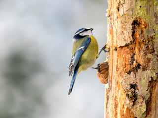 Blaumeise (Cyanistes caeruleu)