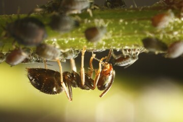 Ant and aphids, Germany, Europe