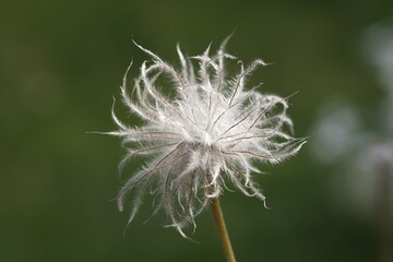 Fototapeta premium Infructescence, Spring Anemone, Pulsatilla vulgaris, Germany, Europe