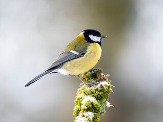Kohlmeise (Parus major)