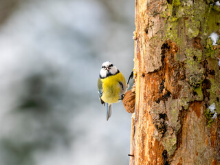 Blaumeise (Cyanistes caeruleu)