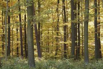Fototapeta premium Rhoen, Hesse, Germany, Europe