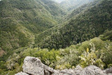 Garajonay National Park, Tree heath forest, La Gomera, Canary Islands, Spain, Europe