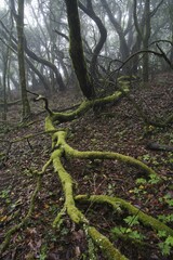 Garajonay National Park, laurel forest, laurisilva, La Gomera, Canary Islands, Spain, Europe
