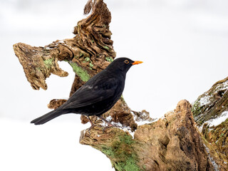Amsel (Turdus merula)