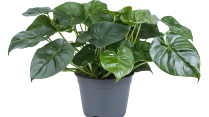Lush green houseplant thriving in a simple black pot on a light background in a cozy indoor setting