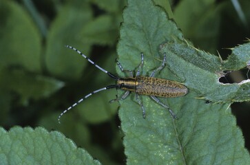 Golden-bloomed Grey Longhorn Beetle (Agapanthia villosoviridescens)