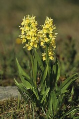 Elder-flowered Orchid (Dactylorhiza sambucina), yellow variety from the Orchidaceae or Orchid family