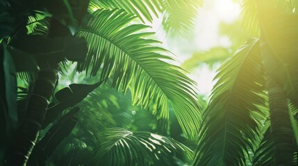 Lush Tropical Paradise: Sunlight Through Palm Fronds
