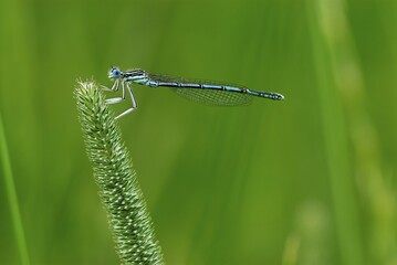 White-legged Damselfly (Platycnemis pennipes) perched on a blade of grass