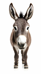 Donkey Stands Serenely on a White Background, Ears Alert, Isolated Image for Design Projects