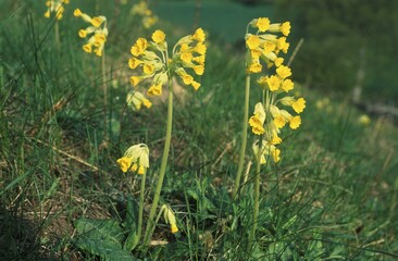 Obraz premium Cowslip Primula veris Sweden