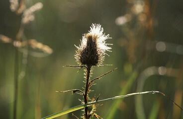 Obraz premium Thistle seeds Germany