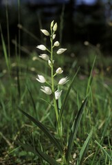 Narrow-Leaved Helleborine Sword-leaved helleborine Cephalanthera longifolia Germany