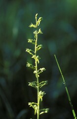 Common Twayblade Listera ovata