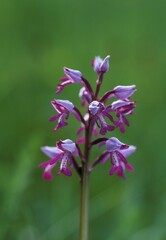Military orchid Orchis militaris Germany