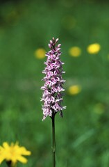 Common spotted orchid Dactylorhiza maculata = fuchsii - Germany