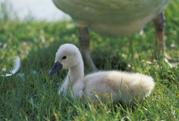 Swan chick ( Cygnus olor)