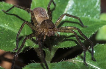 Spider Lycosoidea Malaysia