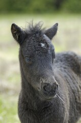 Fototapeta premium Dartmoor Pony foal Dartmoor National Park Devon England