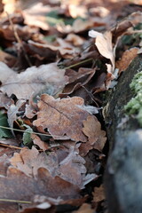 Aerial view of beautiful colorful autumn forest in low clouds at sunrise. Top view of orange and green trees in fog at dawn in fall