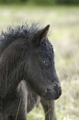 Fototapeta premium Dartmoor Pony foal Dartmoor National Park Devon England