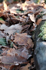 Aerial view of beautiful colorful autumn forest in low clouds at sunrise. Top view of orange and green trees in fog at dawn in fall